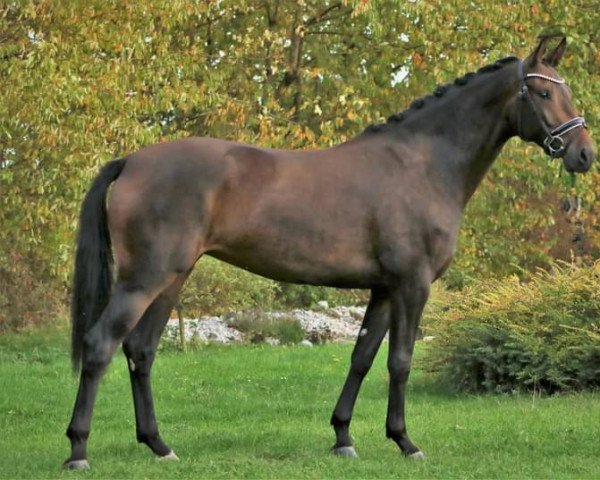 Pferd Bellevue (Deutsches Sportpferd, 2019, von Bernay)