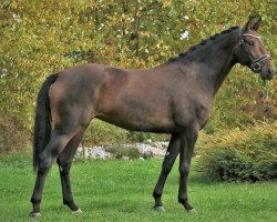 Pferd Bellevue (Deutsches Sportpferd, 2019, von Bernay)