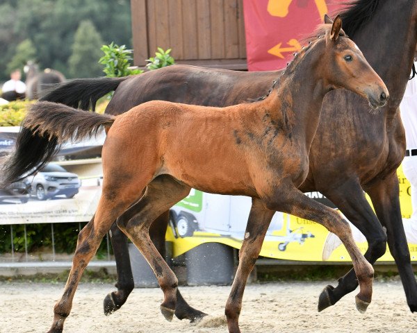 horse Bella Donna (German Sport Horse, 2021, from Bernay)