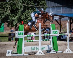 jumper Cava 7 (Trakehner, 2009, from Chardonnay)