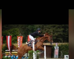 jumper Megan Fox LG (Austrian Warmblood, 2012, from Boris Golden Pacer W)