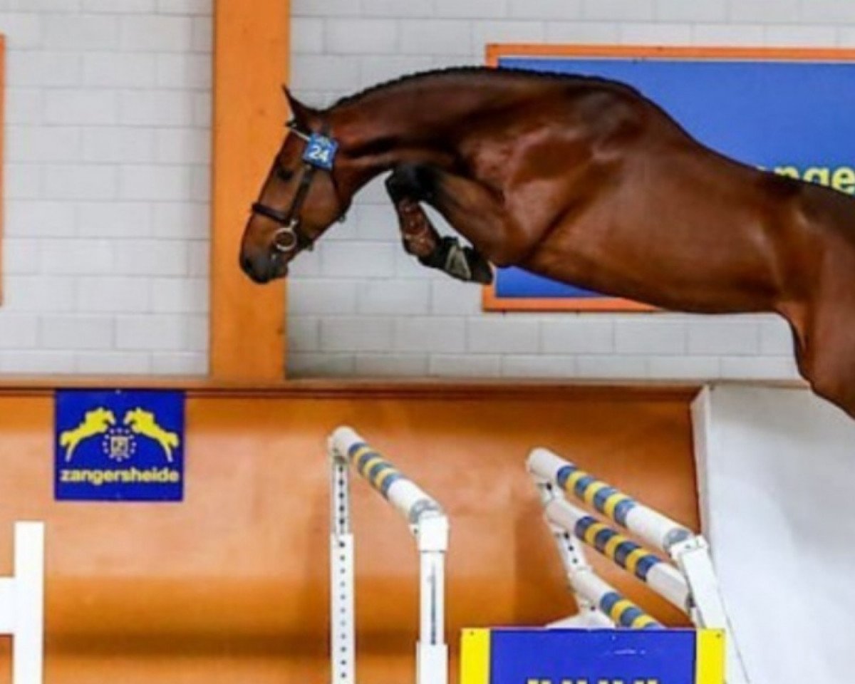 stallion Chaudfontaine Jl Z (Zangersheide riding horse, 2018, from Chacco-Blue)