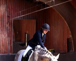 dressage horse Abbert Flower 2 (Connemara Pony, 2017, from Knockdomney Boy)