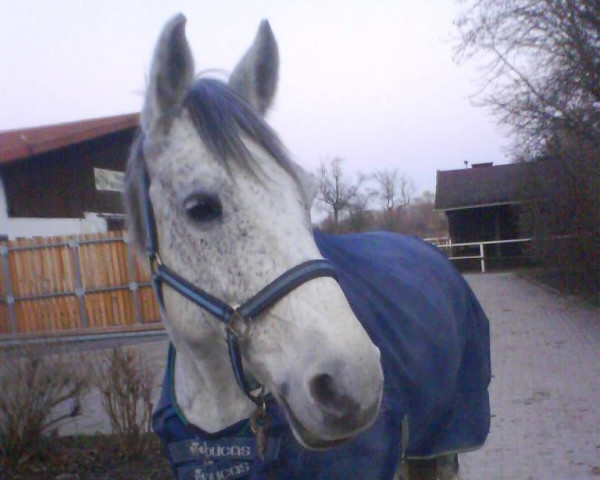 Pferd Chetan 6 (Holsteiner, 1993, von Cascavelle)