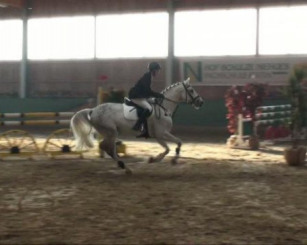 jumper Perikles 46 (Westphalian, 2003, from Perikles)