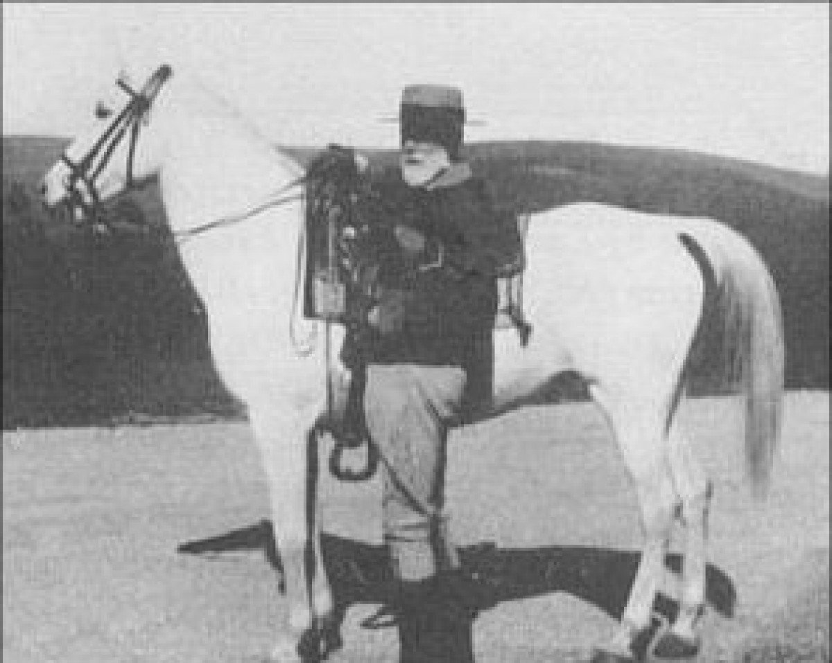 broodmare Mirza ox (Arabian purebred, 1923, from Nejdran jr. ox)