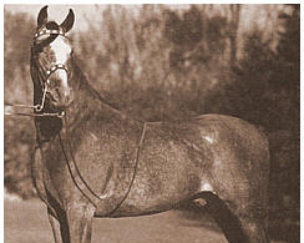 stallion Abou ox (Arabian purebred, 1939, from Fadl 1930 RAS)