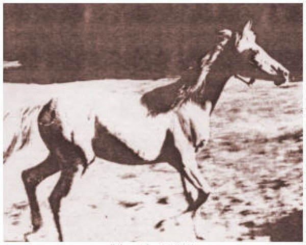 broodmare Ragala ox (Arabian purebred, 1934, from Mirage 1919 DB) broodmare Ragala ox (Arabian purebred, 1934, from Mirage 1919 DB)