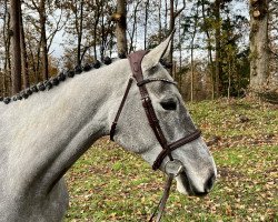 broodmare Carlotta CE 3 (Oldenburg show jumper, 2019, from Twilight 35)