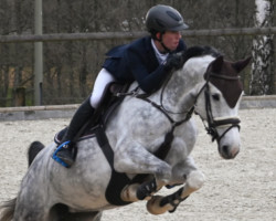 broodmare California 144 (Holsteiner, 2014, from Clarimo Ask)