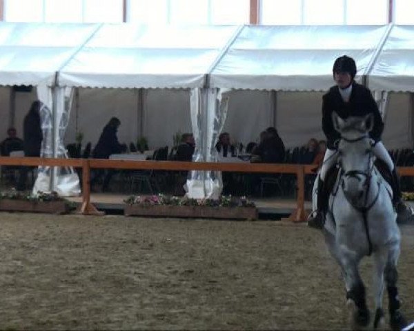 Zuchtstute Rubi wan Kenubi (Oldenburger, 2001, von Ruiz Soler)
