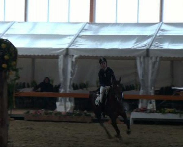 Springpferd Carlotta 39 (Deutsches Reitpony, 1999, von Croupier)