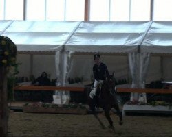Springpferd Carlotta 39 (Deutsches Reitpony, 1999, von Croupier)
