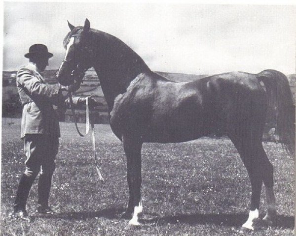 stallion Greatheart ox (Arabian purebred, 1951, from Irex ox)
