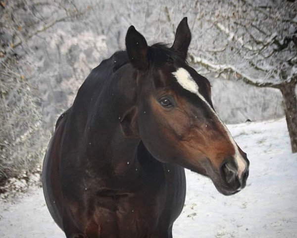 horse Cabianca (German Sport Horse, 2014, from Coffee 18)