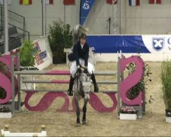 jumper Chicco 327 (Holsteiner, 2004, from Calato)