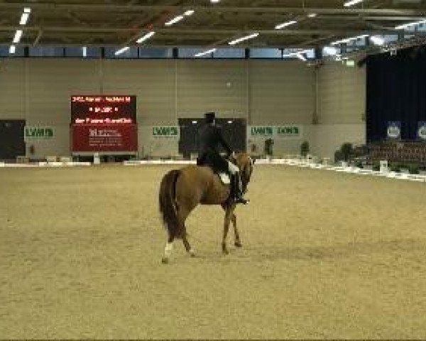 dressage horse Winny the Puu (Westphalian, 2001, from Weltruf)