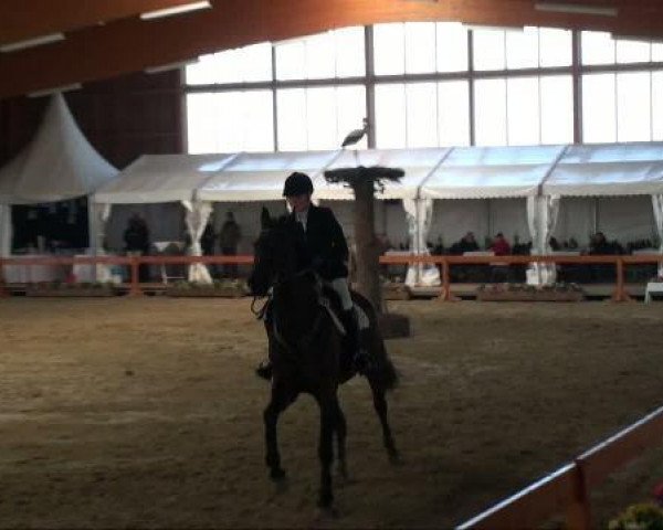 Springpferd Pia-Sandrina (Oldenburger, 1992, von Sandro)
