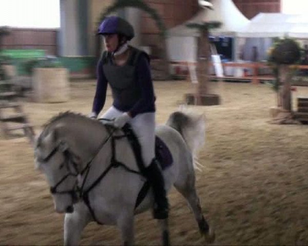 dressage horse Gin Tonic (Polish Warmblood, 2004, from Vittorio) dressage horse Gin Tonic (Polish Warmblood, 2004, from Vittorio)