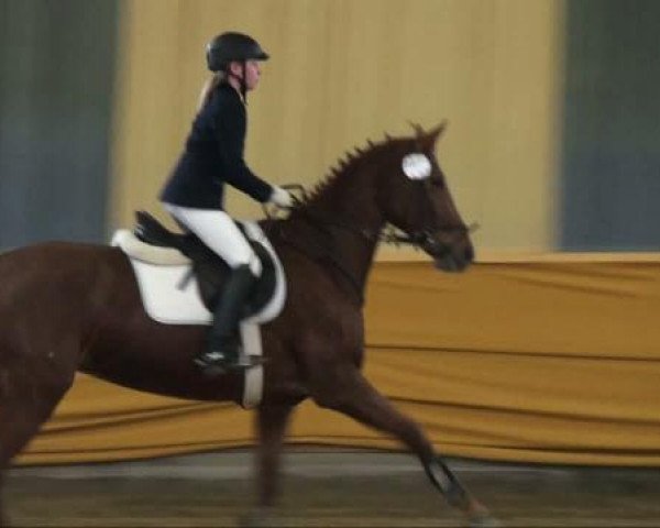 Springpferd Debby (Deutsches Reitpony, 2002, von Top Debino)