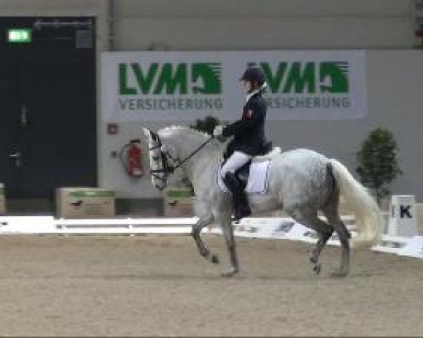 dressage horse Mayflower 50 (German Riding Pony, 2001, from Poldy)