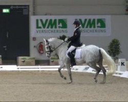 dressage horse Mayflower 50 (German Riding Pony, 2001, from Unbekannt Pony)
