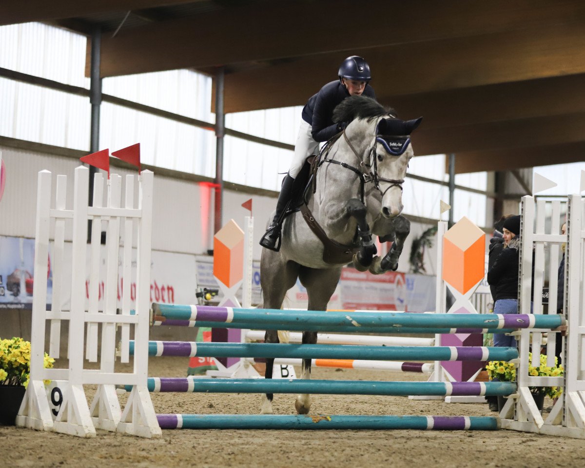Springpferd Leandra (Holsteiner, 2018, von Million Dollar)