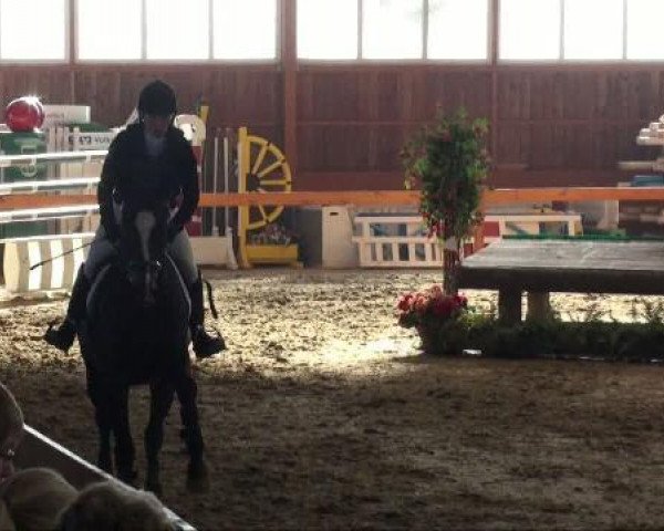 horse Lafee P (German Sport Horse, 2005, from Lafitte)