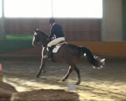 jumper Pikeur 110 (Westphalian, 2001, from Potsdam)