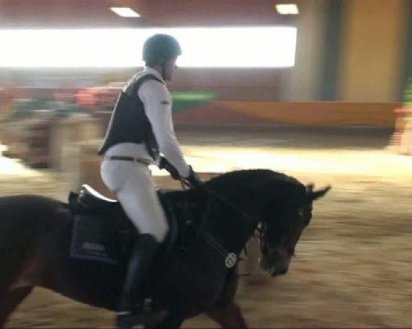 jumper Dornice 2 (Holsteiner, 2001, from Dream of Glory)