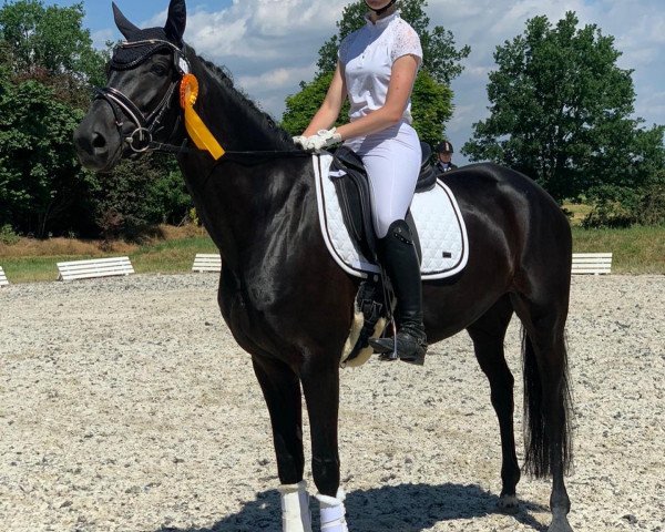 dressage horse Donna Rubina (Oldenburg, 2016, from Don Romanov)