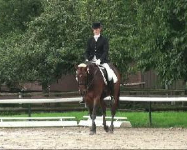 dressage horse Petite Etoile 8 (Oldenburg, 1999, from Pik Pavarotti)