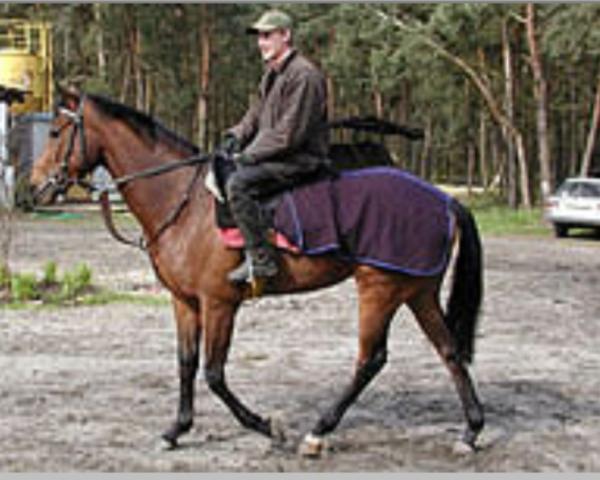 Broodmare Pashmeena xx (English Thoroughbred, 1998, from Barathea xx)