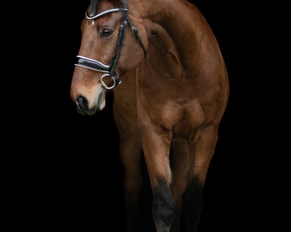 jumper Mylord Phantom (Westphalian, 2007, from Lord Lancer)