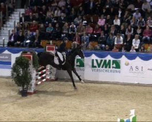 jumper Donovan 88 (Westphalian, 1994, from Don Primero)
