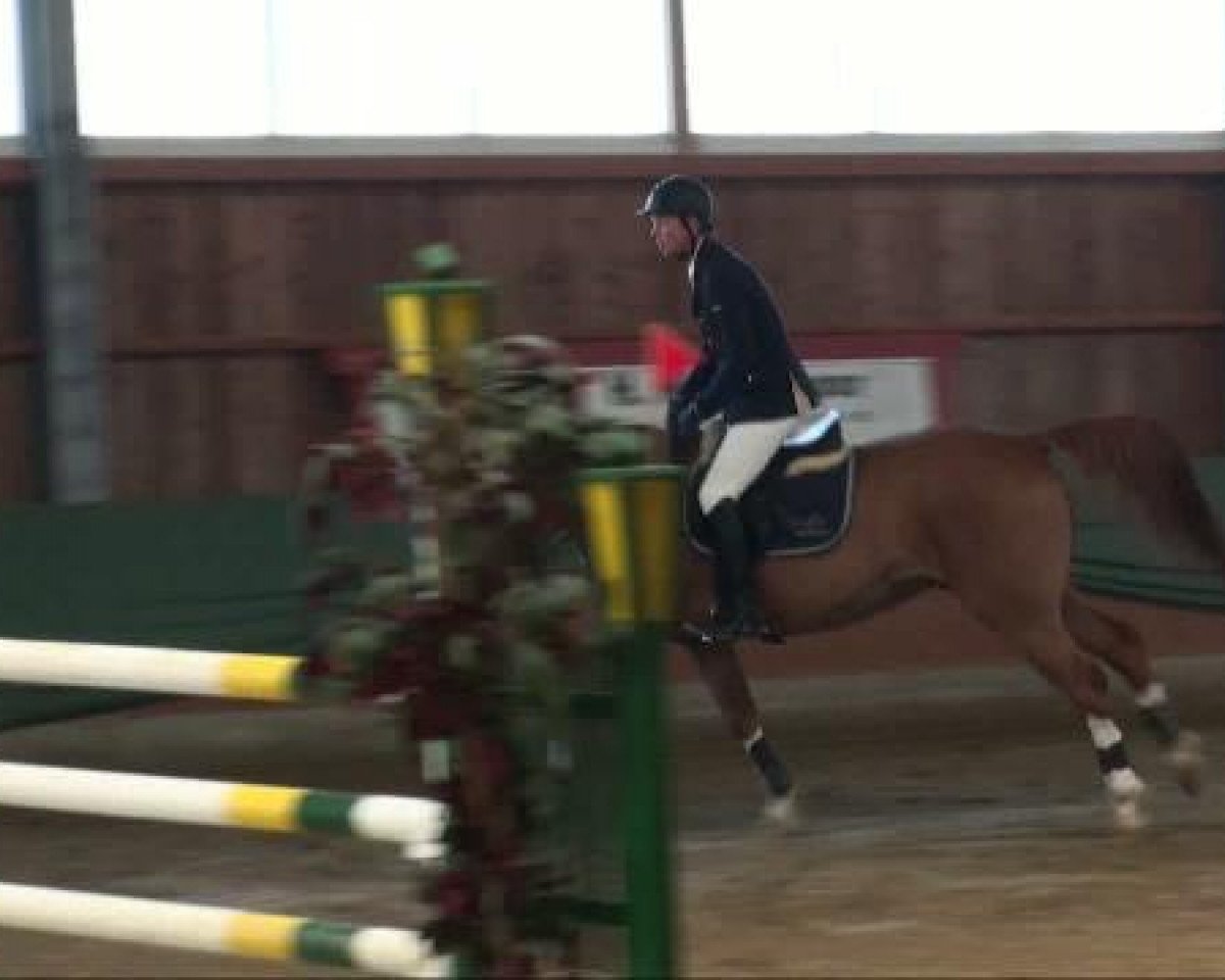 jumper Conan van de Grundeval (Belgian Warmblood, 2002, from Skippy II)