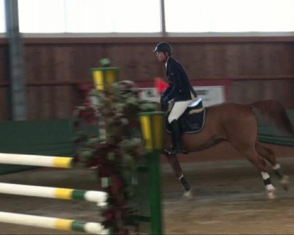 Springpferd Conan van de Grundeval (Belgisches Warmblut, 2002, von Skippy II)