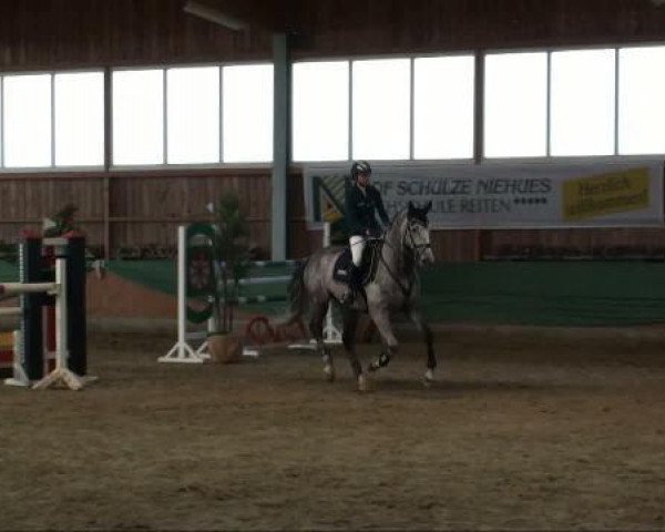 Springpferd Carlos 519 (Hessisches Warmblut, 2004, von Calido Ass)