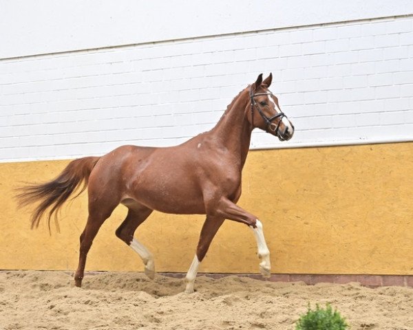 horse Zorendy's Jazz (Oldenburg, 2017, from Fürst Jazz)