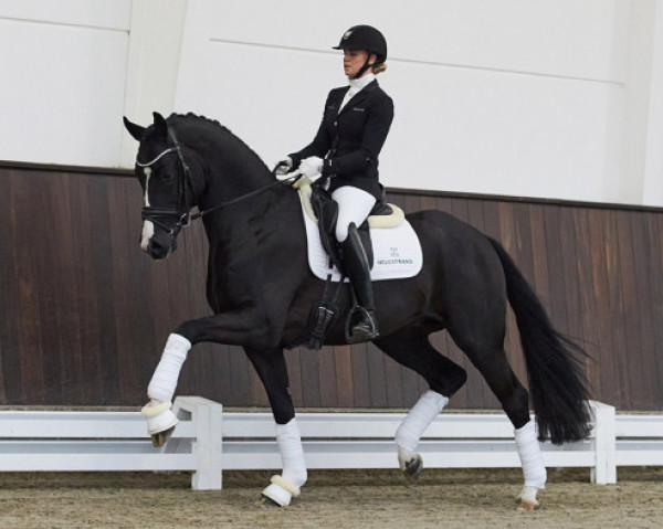 Deckhengst Don Sarkozy (Westfale, 2019, von Don Allegro)
