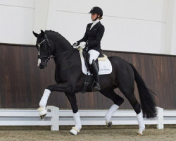 stallion Don Sarkozy (Westphalian, 2019, from Don Allegro)