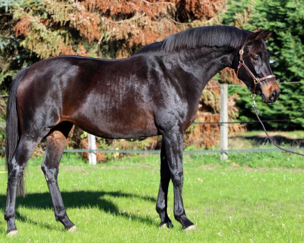 horse Stute von Antango du Feuillard / Sarkozy 3 (Westphalian, 2016, from Antango du Feuillard)