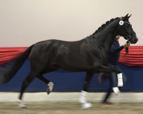horse Hengst von V-Plus / Sarkozy (Westphalian, 2020, from Harmony's V-Plus)