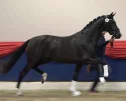 horse Hengst von V-Plus / Sarkozy (Westphalian, 2020, from Harmony's V-Plus)