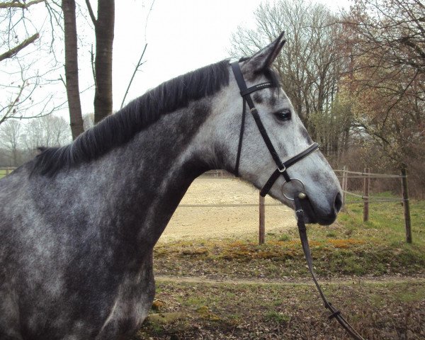 horse White Velvet (Holsteiner, 2006, from Cayetano L)
