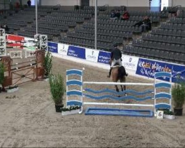 Springpferd Balboa 6 (Holsteiner, 2003, von Baloubet du Rouet)