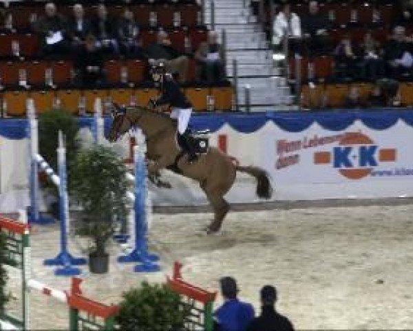 Springpferd Aip XX (Englisches Vollblut, 1999, von Kornado xx) Springpferd Aip XX (Englisches Vollblut, 1999, von Kornado xx)