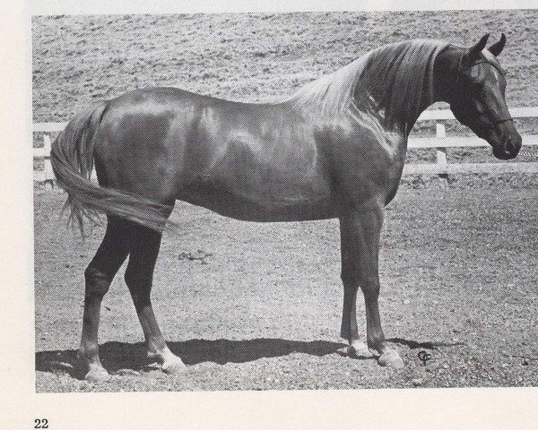 broodmare Cerise ox (Arabian purebred, 1964, from Serafix ox)