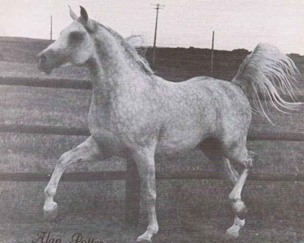stallion Al Fahir ox (Arabian purebred, 1967, from Morafic 1956 EAO)