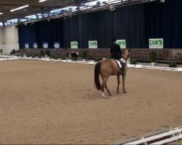 dressage horse Pikero 2 (Westphalian, 2004, from Pik Labionics)